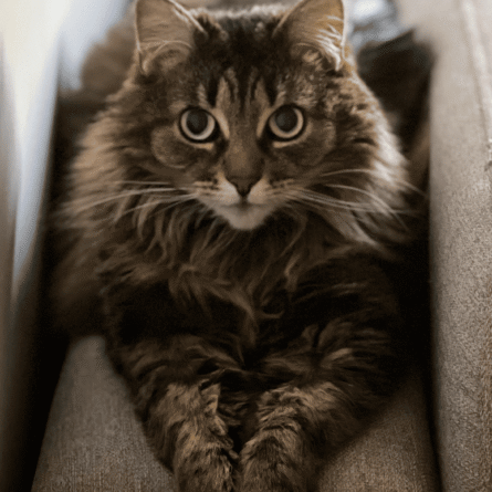 Dlaczego kot sika poza kuwetą? Co zrobić, gdy to zachowanie pojawi się w Twoim domu